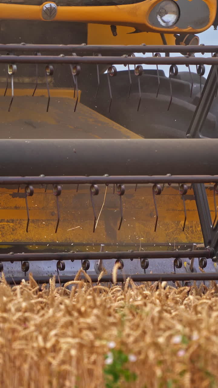Harvesting farming land in the wheat field. Agricultural combine in the field. Vertical video