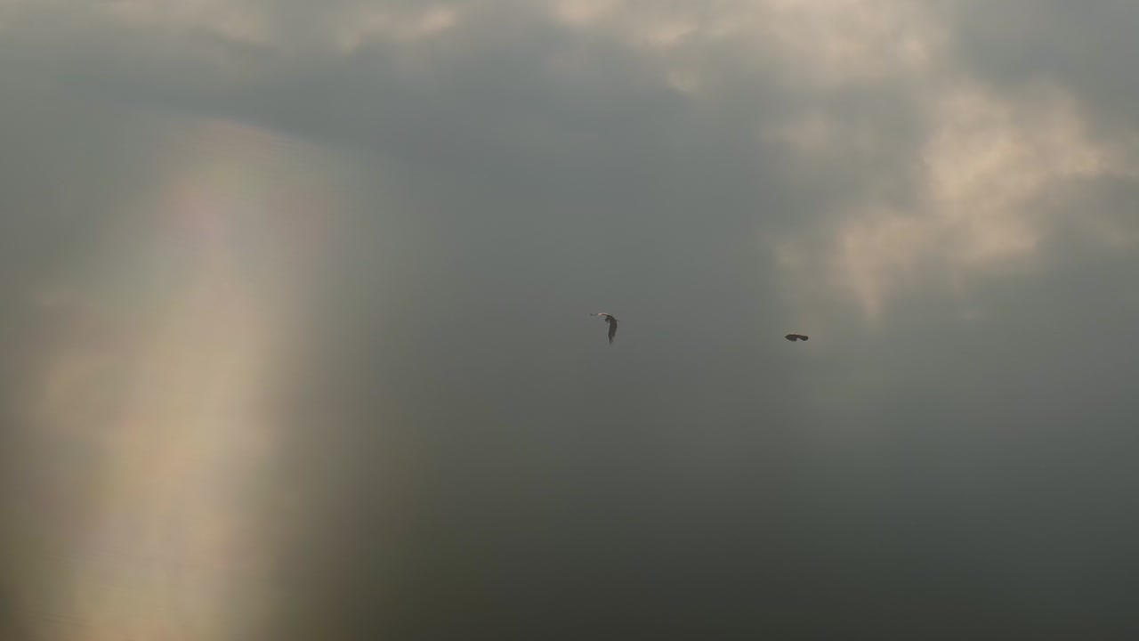 Silhuetter af ørne flyvende og svævende på himlen med solstråler gennem overskyet skydække