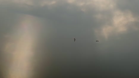 Silhouette-Of-Eagles-Flying-And-Gliding-In-The-Sky-With-Overcast-Sunbeam