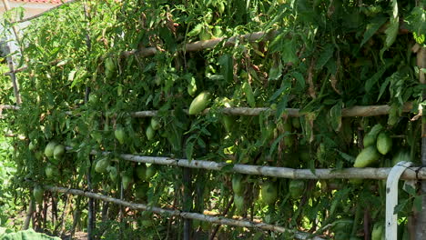 a good tomato plantation, still with the fruit of green tomatoes