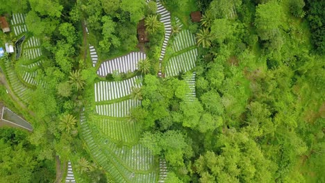 vista aérea del bosque desnudo utilizado para plantaciones de hortalizas