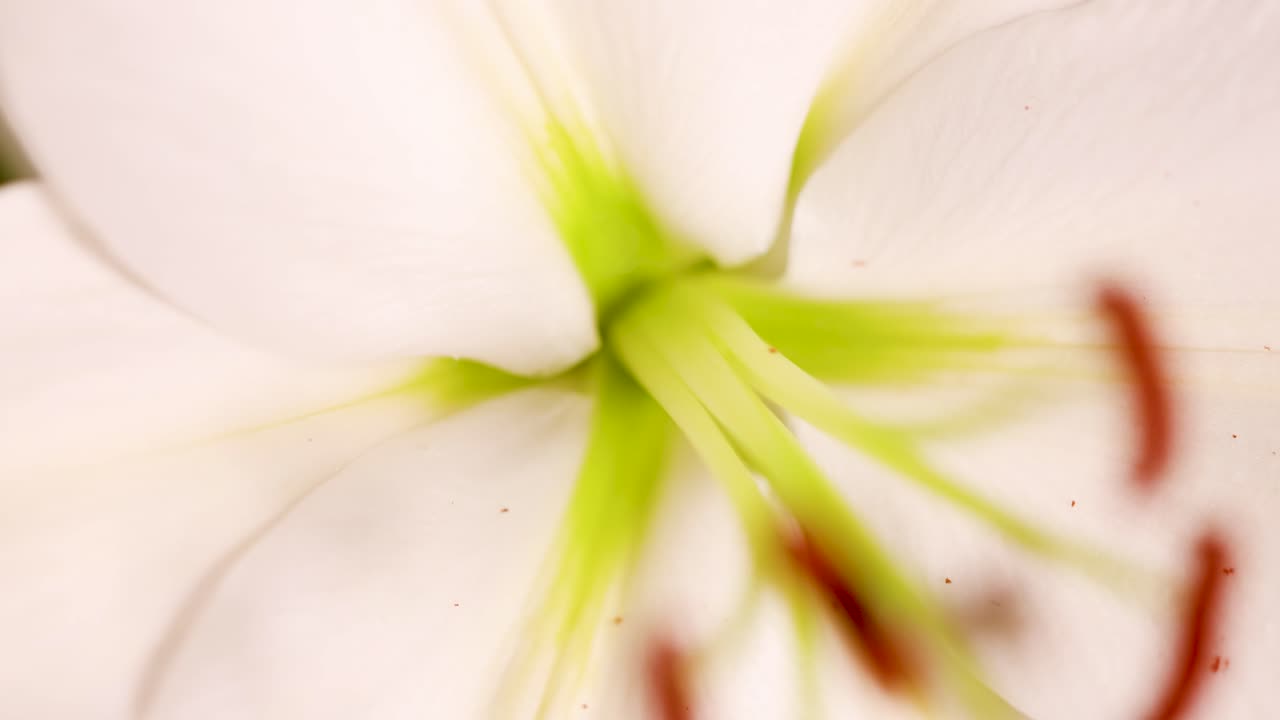 Close-up video of a lily flower with gentle lighting and soft focus, highlighting delicate petals and vibrant colors