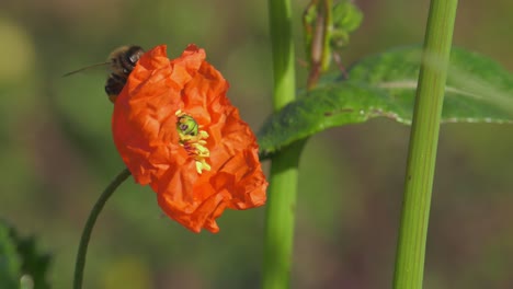 Honeybee-visits-mediterranean-red-orange-poppy-flower-gathering-pollen,-closeup-slowmo