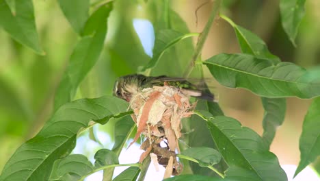 colibrí esmeralda de vientre brillante haciendo un nido usando hojas secas y telaraña