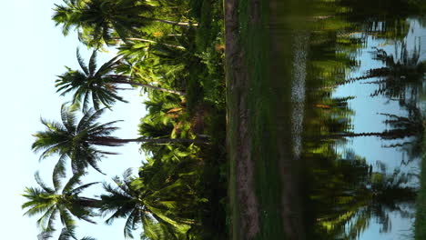 Palmen-Spiegeln-Sich-In-Einem-Wasserspiegel