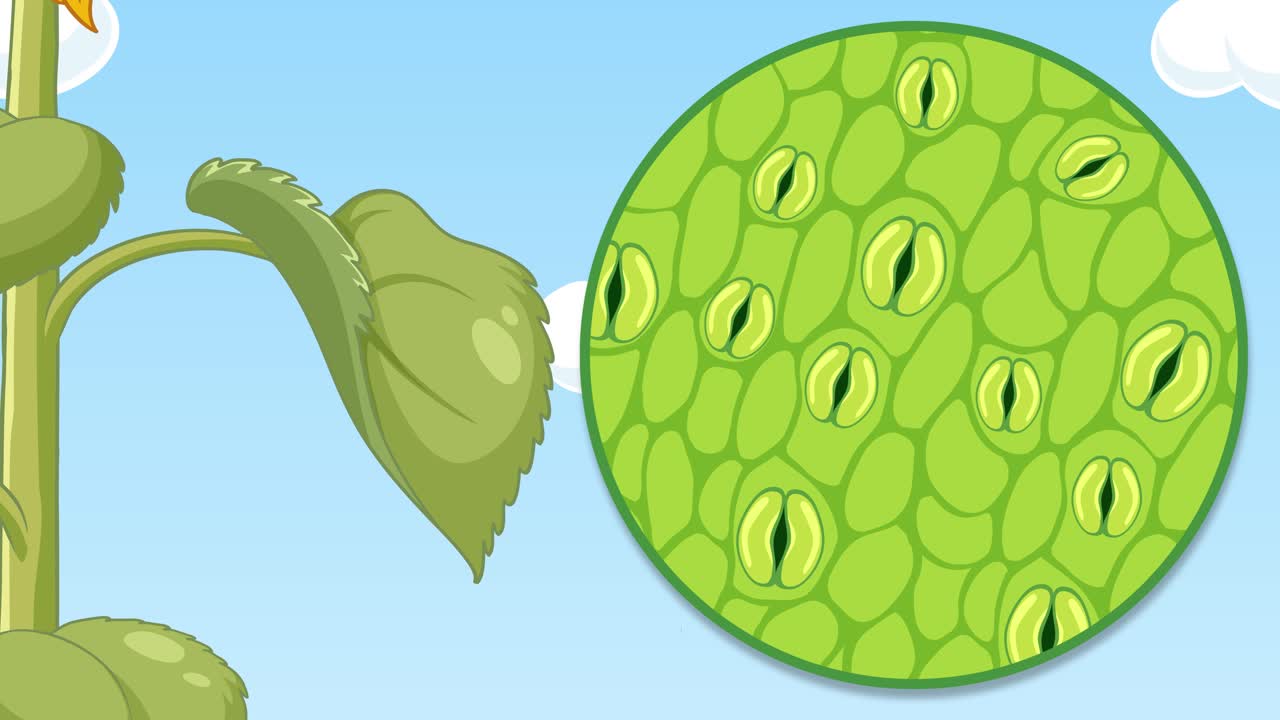 태양꽃의 생명주기와 변화하는 하늘의 애니메이션