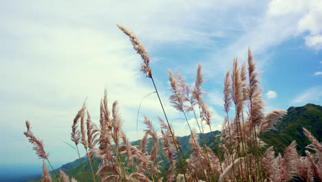 pampas grass sways in the wind, set against a backdrop of beautiful mountains