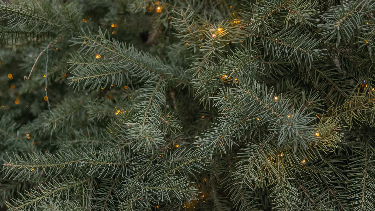 Pulsing fir branches twinkling among bluish-green needles at close-up, with warm LED lights