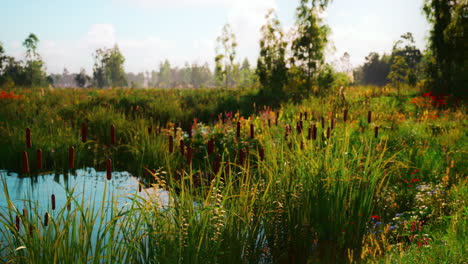 tranquil pond in a summer meadow