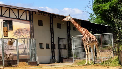 giraffe near zoo in daylight. a giraffe looks curiously outside its enclosure at a zoo on a sunny day, showcasing its long neck and unique patterns