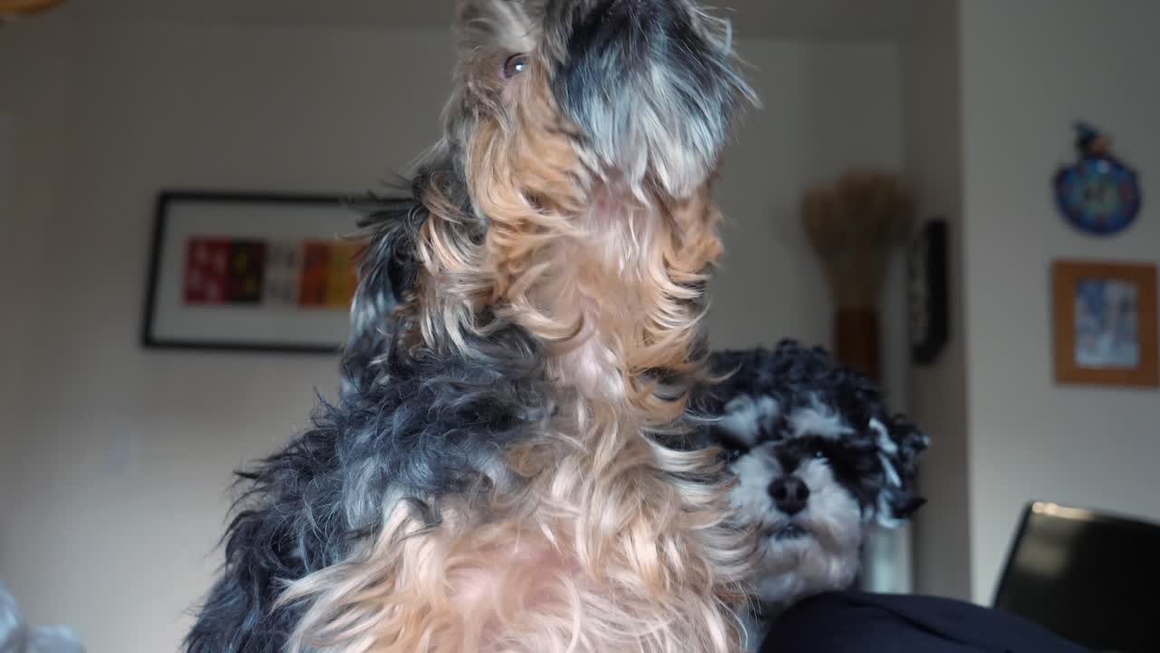 yorkie와 shorkie 믹스 개 함께 짖는 - 귀여운 강아지 실내 침실