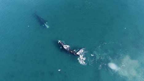 ballenas francas australes en aguas poco profundas del mar patagónico - cámara lenta aérea