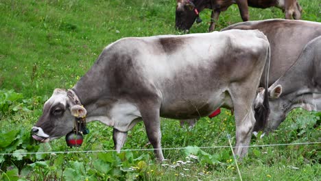 tres vacas marrones comen hierba en un campo, un cencerro rojo y un cable protector, alpes, suiza