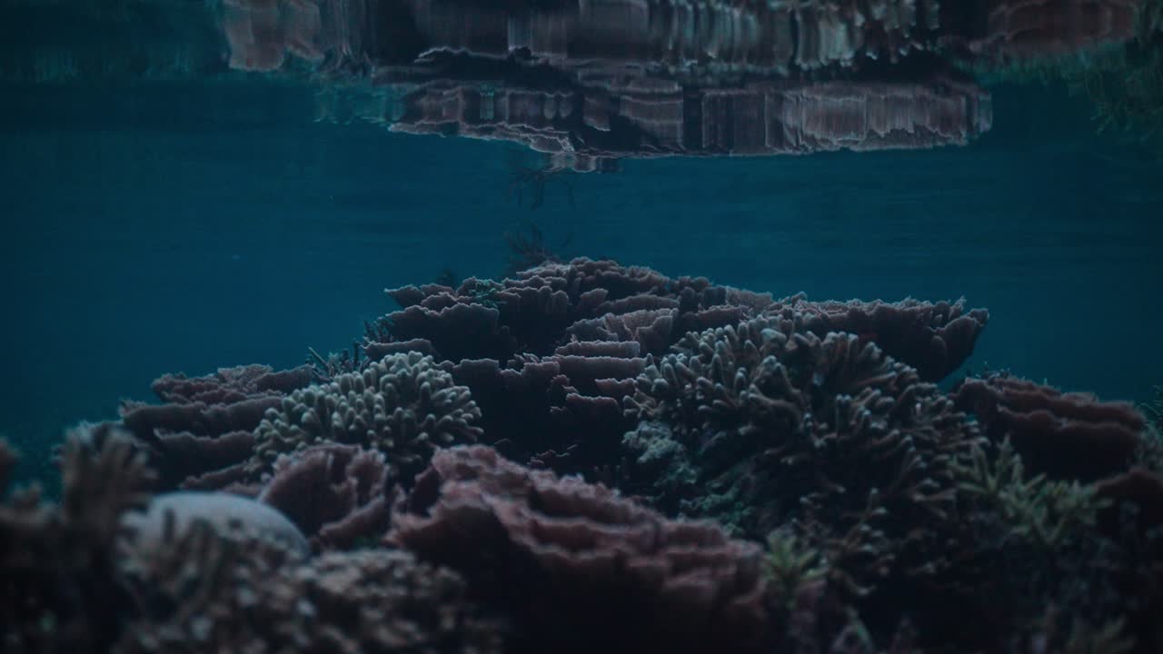 Naturskøn undervandsudsigt om natten af et levende koralrev under klart tropisk vand med refleksion af korallerne på havoverfladen.