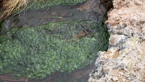 Native-algae-in-Australian-Outback-Artesian-Spring,-The-Bubbler---4k-100fps