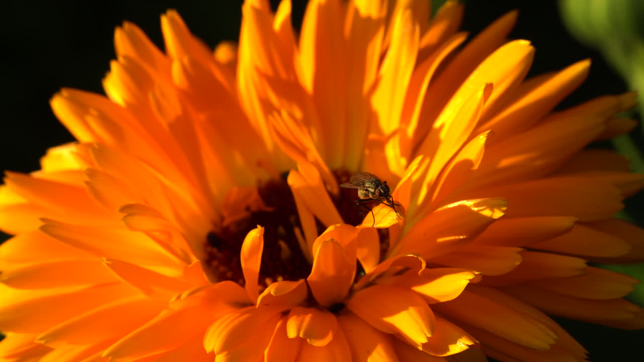 Mosca si posa su un petalo di calendula arancione brillante e si strofina le zampe