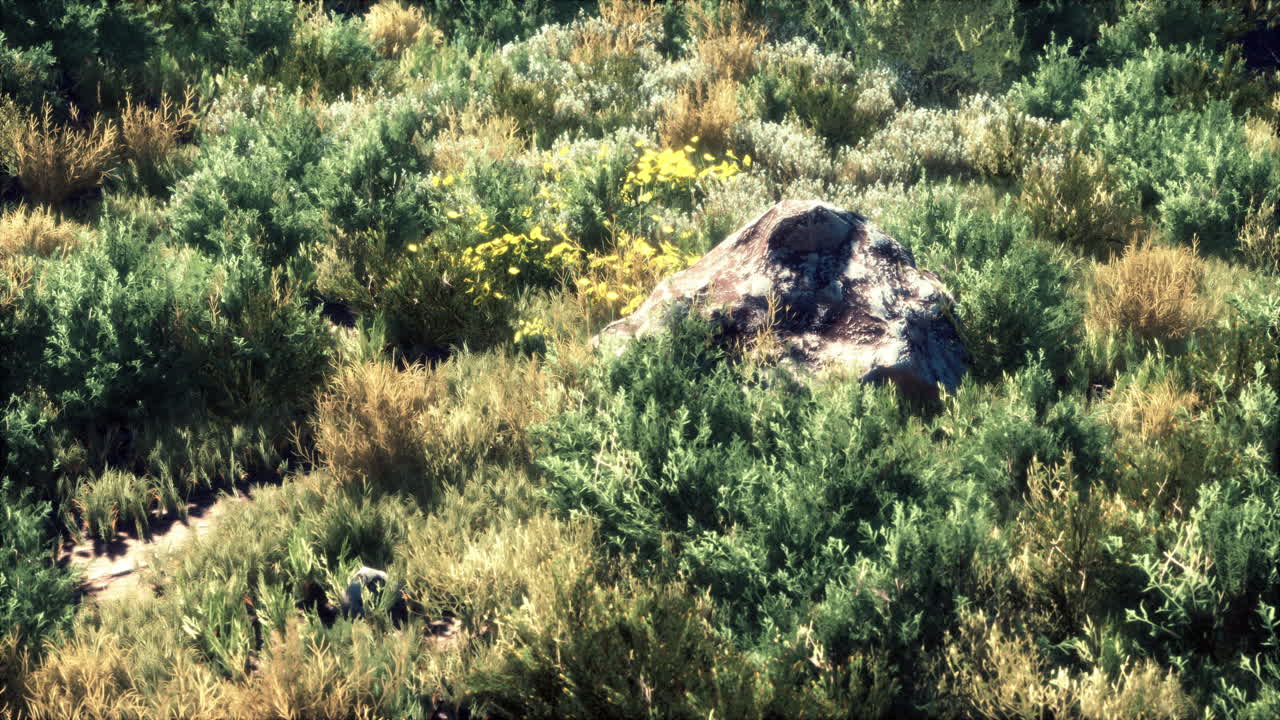 большие камни на поле с сухой травой