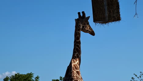 jirafa adulta alta con cuello largo mamífero africano con pezuñas jirafa camelopardalis