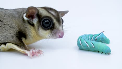 close-up sugar glider sniffs a hornworm on a white background