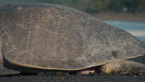 grande tortue se traînant sur le sable en direction de l'océan