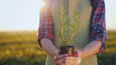 un agricultor sostiene una maceta de una planta de albahaca en sus manos concepto de especias frescas