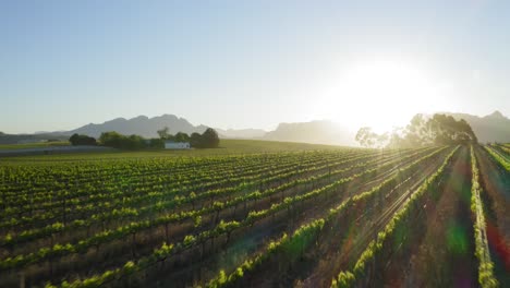 Green-vineyards,-sunrise-sun-ray-sun-light,-flying-quick,-close-up-aerial,-Stellenbosch