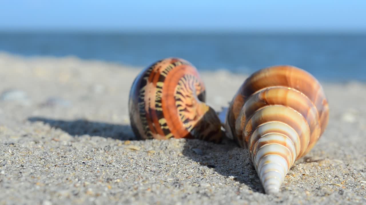 Conchas de berberecho sobre la arena con las olas de fondo. Grabación en la playa
