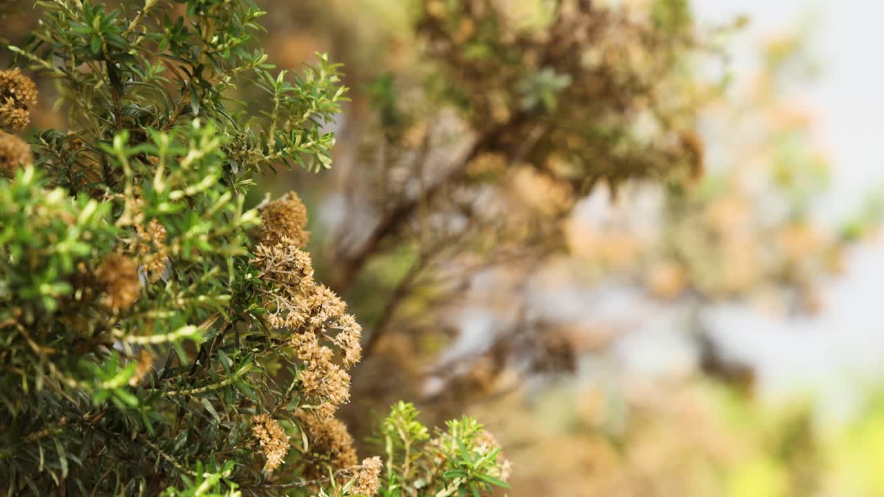 바람 에 움직이는 덤불 의 클로즈업