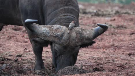 Horned-Cape-Buffalo-With-Perching-Oxpecker-Bird-In-Kenya,-East-Africa