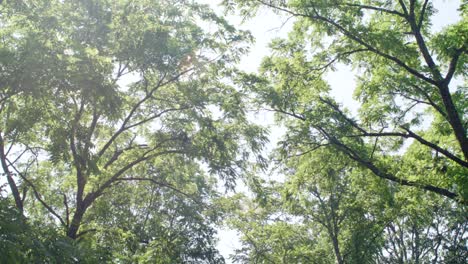 Slowly-gliding-under-beautiful-trees-over-head-with-a-soft-sun-flare