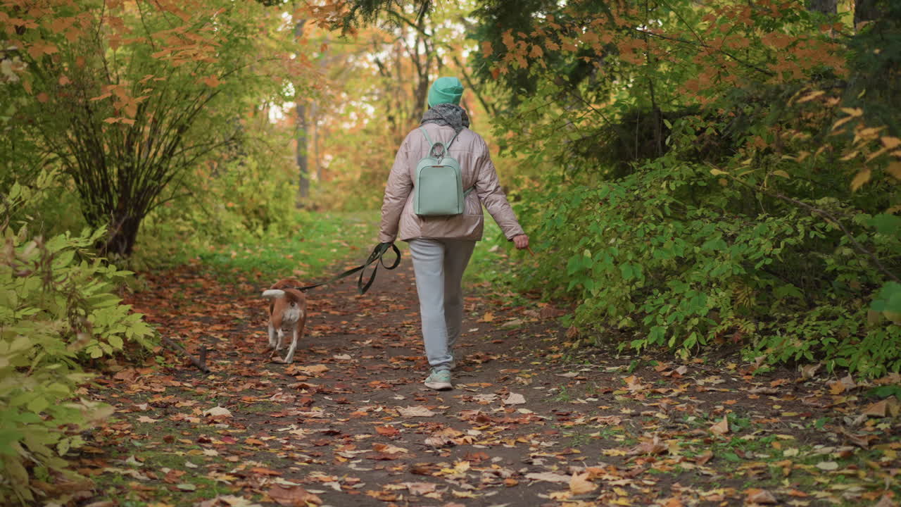 back view of woman wearing warm jacket and mint backpack walking energetic beagle dog on forest path, reaching to pick autumn leaf while being gently pulled forward