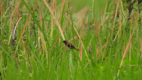 Schuppige-Munia-Im-Gras-Des-Teichbereichs