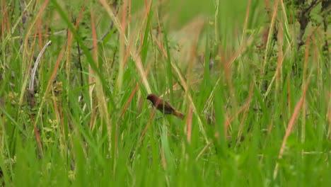 munia de pecho escamoso en la hierba del área del estanque