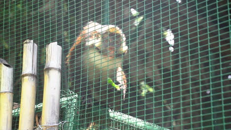 Barbary-macaque-monkey-eating-apple-in-enclosure,-slow-continuous-shot