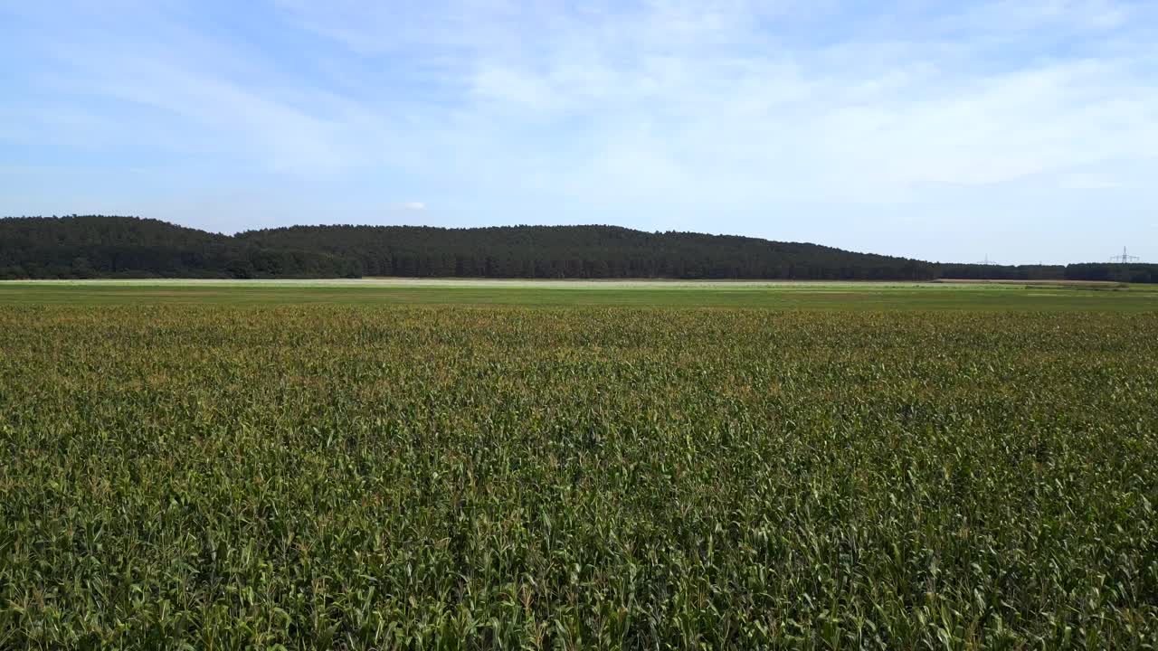Summer Day rural area, green maize lush field, forest
