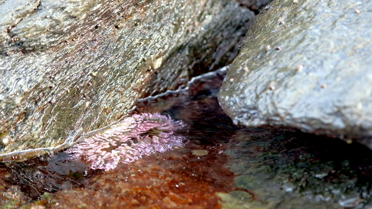 Pink sea anemone in shallow rock pool on rocky coastline, South Africa