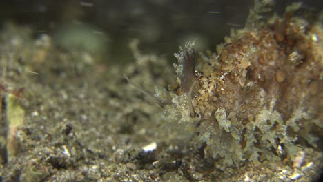 cowry snail close up on tropical coral reef