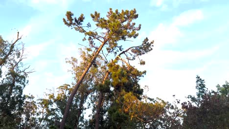 zoom en la hoja cambiando a naranja de otoño en el bosque de portugal con cielo despejado