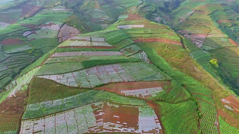 aerial view of sloping field growing tobacco plant