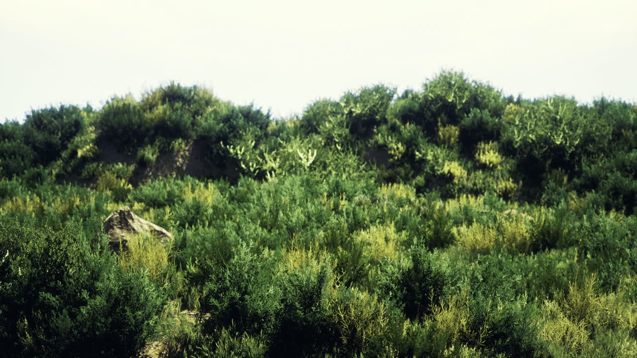 Lush green hillside with diverse vegetation during sunny daylight hours
