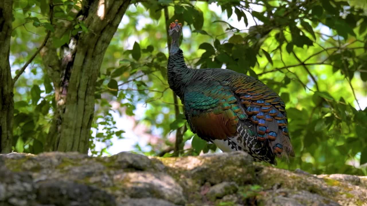 observa un impresionante pavo salvaje con plumas iridescentes posado en un bosque exuberante