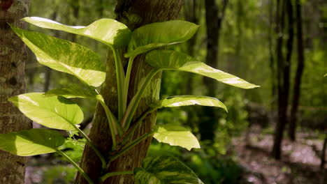 Baumwollpflanze-Mitten-Im-Yucatan-Dschungel