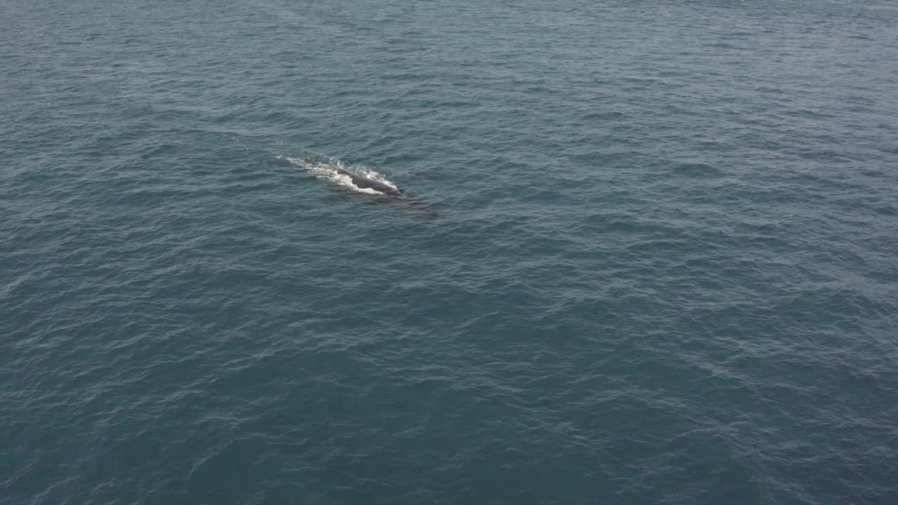 항공: 표면에 있는 성체 혹등고래 옆에 새끼 송아지가 드러납니다.