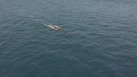 aérea: ballena jorobada adulta en la superficie revela una cría a su lado
