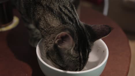 an adorable young kitty drinking milk in a white ceramic bowl - close up shot