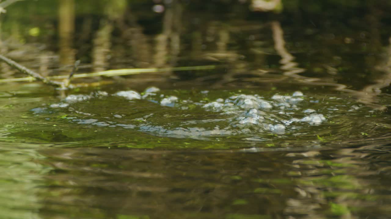 joven coot se sumerge en el agua del estanque y resurge con comida - de cerca