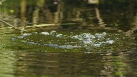 Junges-Blässhuhn-Taucht-Ins-Teichwasser-Und-Taucht-Mit-Futter-Wieder-Auf-–-Aus-Nächster-Nähe