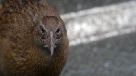 A beautiful brown flightless Weka bird looking around - slowmo