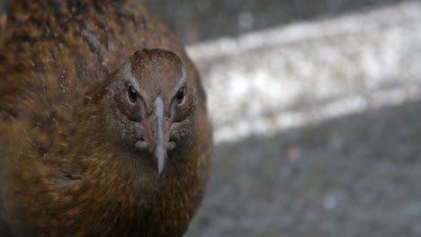 a beautiful brown flightless weka bird looking around - slowmo