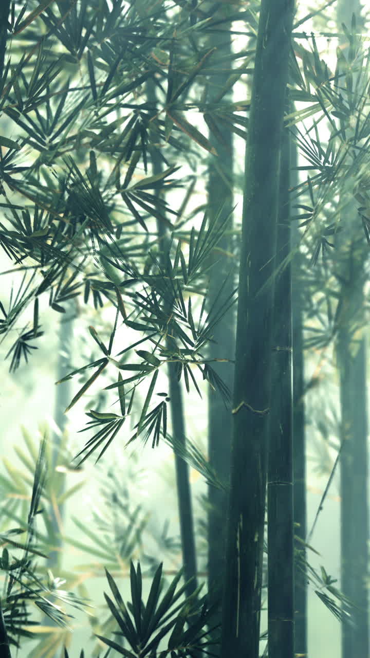 el bosque de bambú brumoso